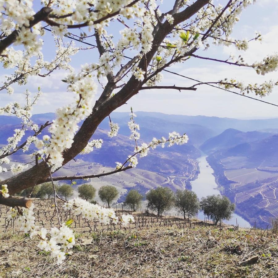 Villa D'Uvale Douro Alijó Kültér fotó